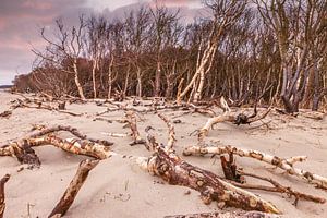 Küste mit Treibholz am Darßer Weststrand