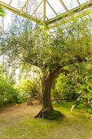 Hortus Botanicus Leiden, portret van sfeervolle boom in een kas
