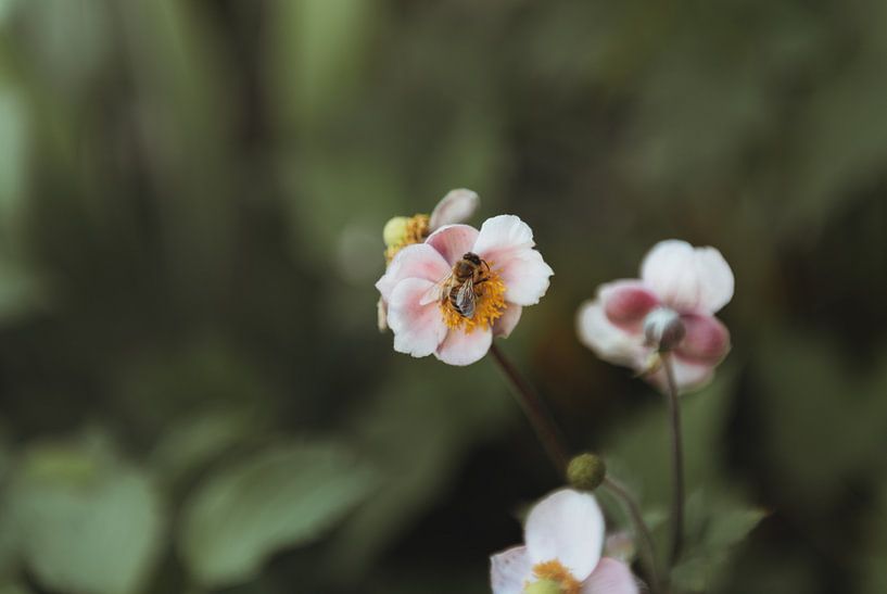 Flowers and bees | Botanical photography fine art photo print |. by Sanne Dost