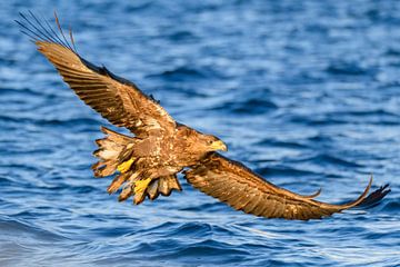 Seeadler die in einem Fjord jagen