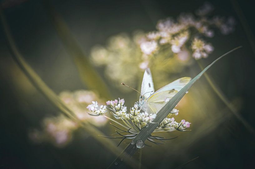 Voler de fleur en fleur. par Robby's fotografie