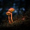 Verlichte paddenstoelen in avondlicht van Zwoele Plaatjes