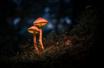 Beleuchtete Pilze im Abendlicht