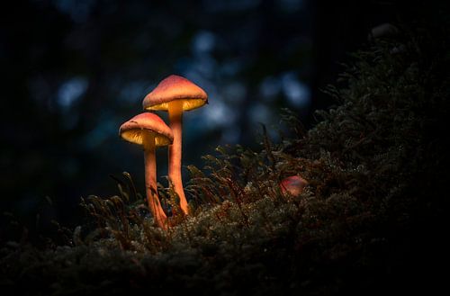 Beleuchtete Pilze im Abendlicht