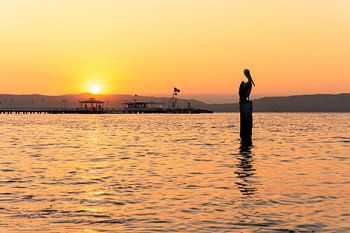 Pelikan bei Sonnenuntergang in Paracas, Peru