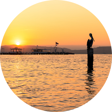 Pelikaan bij zonsondergang in Paracas, Peru