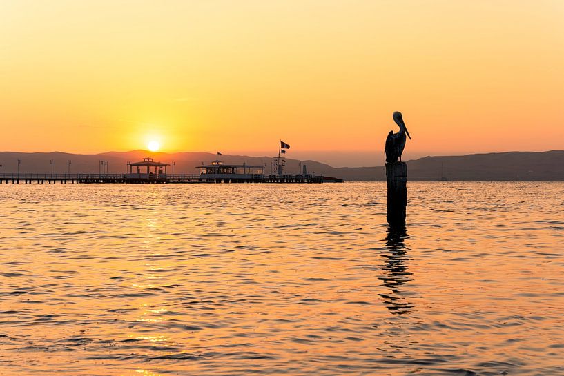 Pelikan bei Sonnenuntergang in Paracas, Peru von Pascal van den Berg