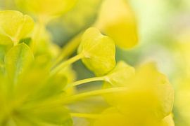 goldene Stille von Dymfna Briede