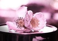Rosen altrosa Fotografie