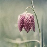 spring dream