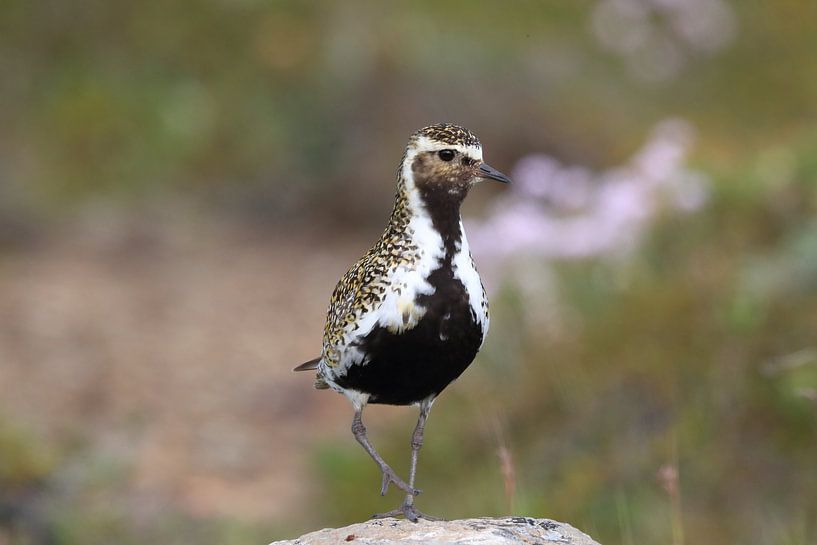 Europese goudplevier (Pluvialis apricaria) in de natuurlijke habitat, IJsland van Frank Fichtmüller