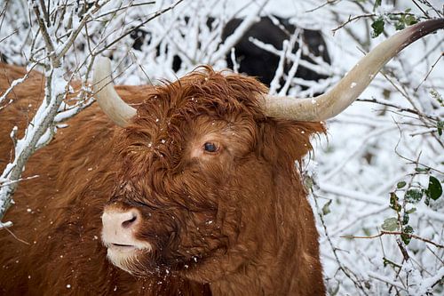 Scottish Highlander in the snow