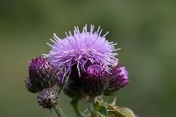 Le chardon des champs ou Cirsium vulgare est une plante du genre chardon des champs. sur W J Kok