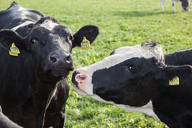 Dutch cows in the sun. by Maarleveld Fotografie