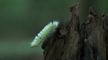 Slowly through the forest light by Arjan Warmerdam