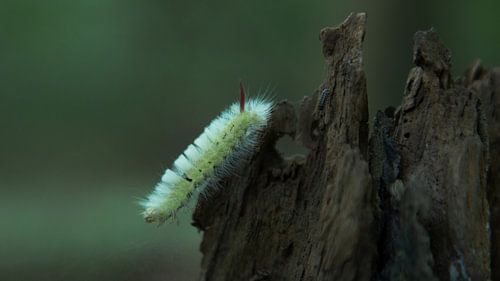 Langzaam door het boslicht