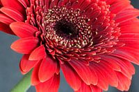 Gerbera rood