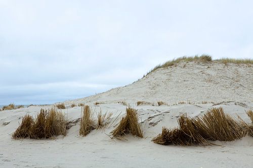Duinen, (Hargen aan Zee) Camperduin Noord - Holland