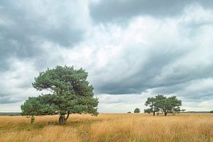 Kiefern in den Mooren am Veluwezoom im Herbst