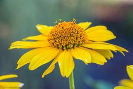 Yellow daisy by Sergej Nickel