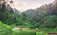 Beautiful rice fields in Bali (Indonesia).