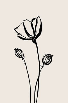 Mohnblume 02