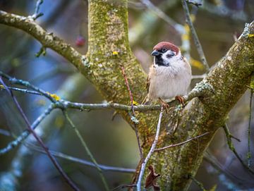 Field sparrow on a tree by ManfredFotos