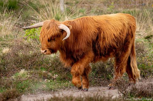 Scottish Highlanders