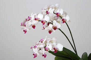 Orchidee van Karina Baumgart