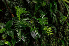 Costa Rica – wo Natur, Abenteuer und pure Schönheit aufeinander treffen