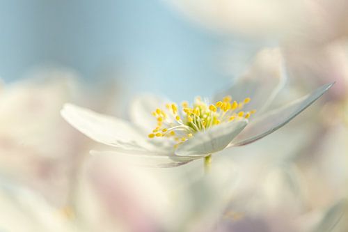 Atmospheric shot of a wood anemone, photo 3