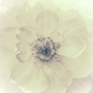 Herz-Dahlie, monochrome
