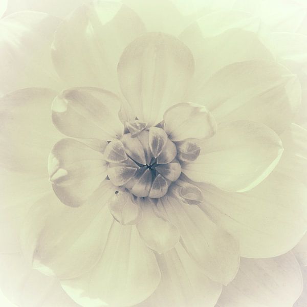 Heart Dahlia, monochrome by Rietje Bulthuis