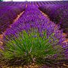 Lavendel in de Provence, in volle bloei van Exclusive Photos by Erwin Floor