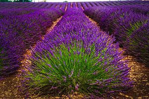 Lavendel in de Provence, in volle bloei