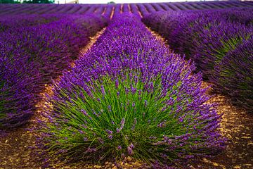 Lavender in Provence in full bloom by Erwin Floor