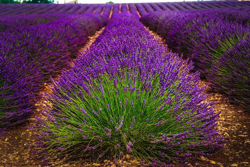 Lavendel in der Provence in voller Blüte von Erwin Floor