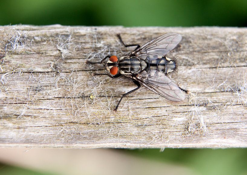 Macrofoto van een dambordvlieg van Maurice de vries