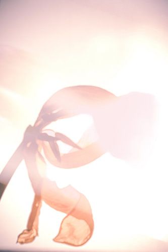 le soleil et la fleur