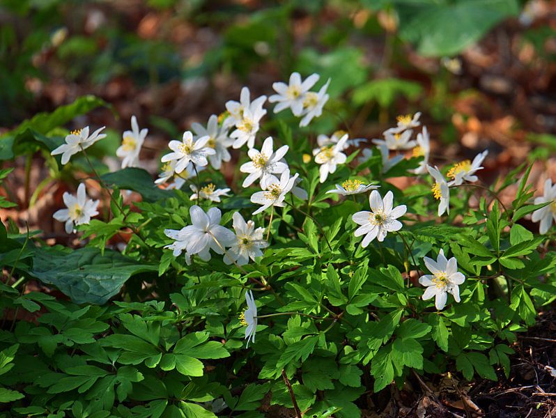 Anémone par Edgar Schermaul