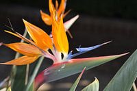 Spaanse bloemenpraal
