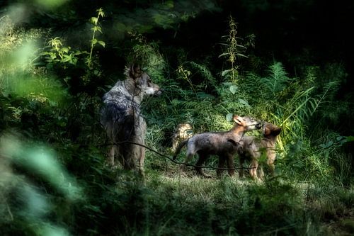 moeder wolf met jong