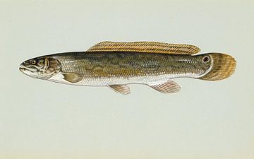 Moddersnoek (Bowfin fish)