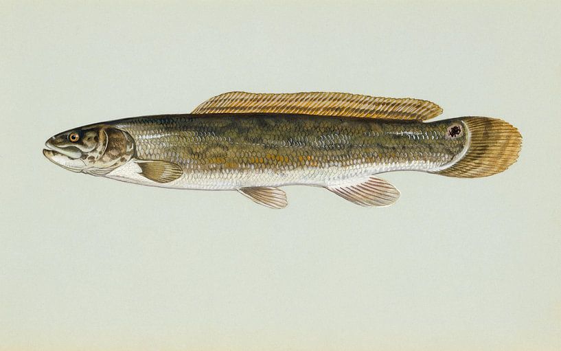 Schlammhecht (Bowfin-Fisch) von Fish and Wildlife