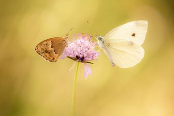 Twee vlinders op een bloem van Chantalla Photography