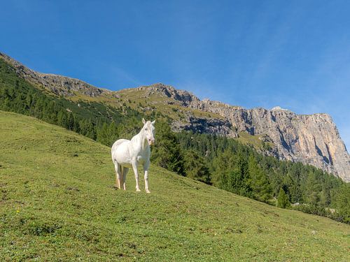 Wild paard in de bergen van Zuid-Tirol
