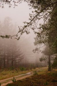 Nebliger Wald in den Planken Wambuis von René Jonkhout