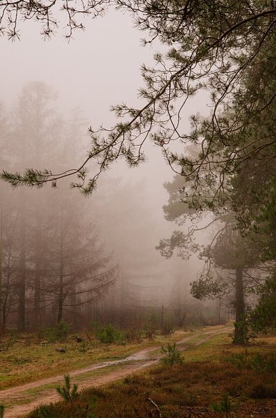 Foggy forest in the Planken Wambuis by René Jonkhout