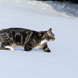 La neige profonde n'empêche pas le chat d'aller sur le jadg sur Harald Schottner