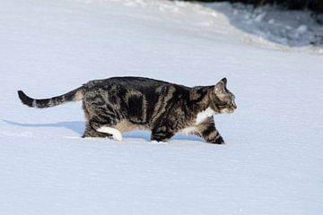 Diepe sneeuw weerhoudt de kat er niet van om op jacht te gaan van Harald Schottner